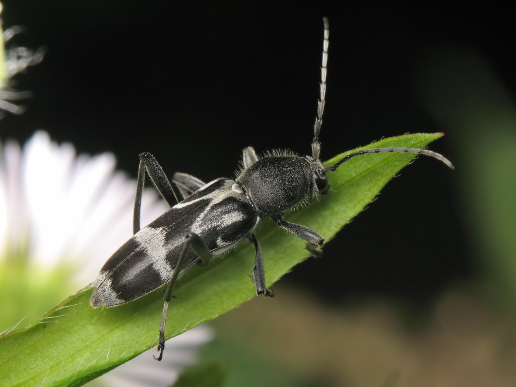 Chlorophorus figuratus (Scopoli, 1763)